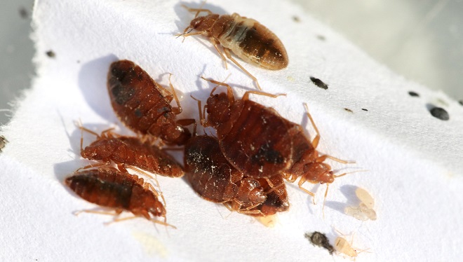 Puces de lits : 15 astuces pour s'en débarrasser définitivement